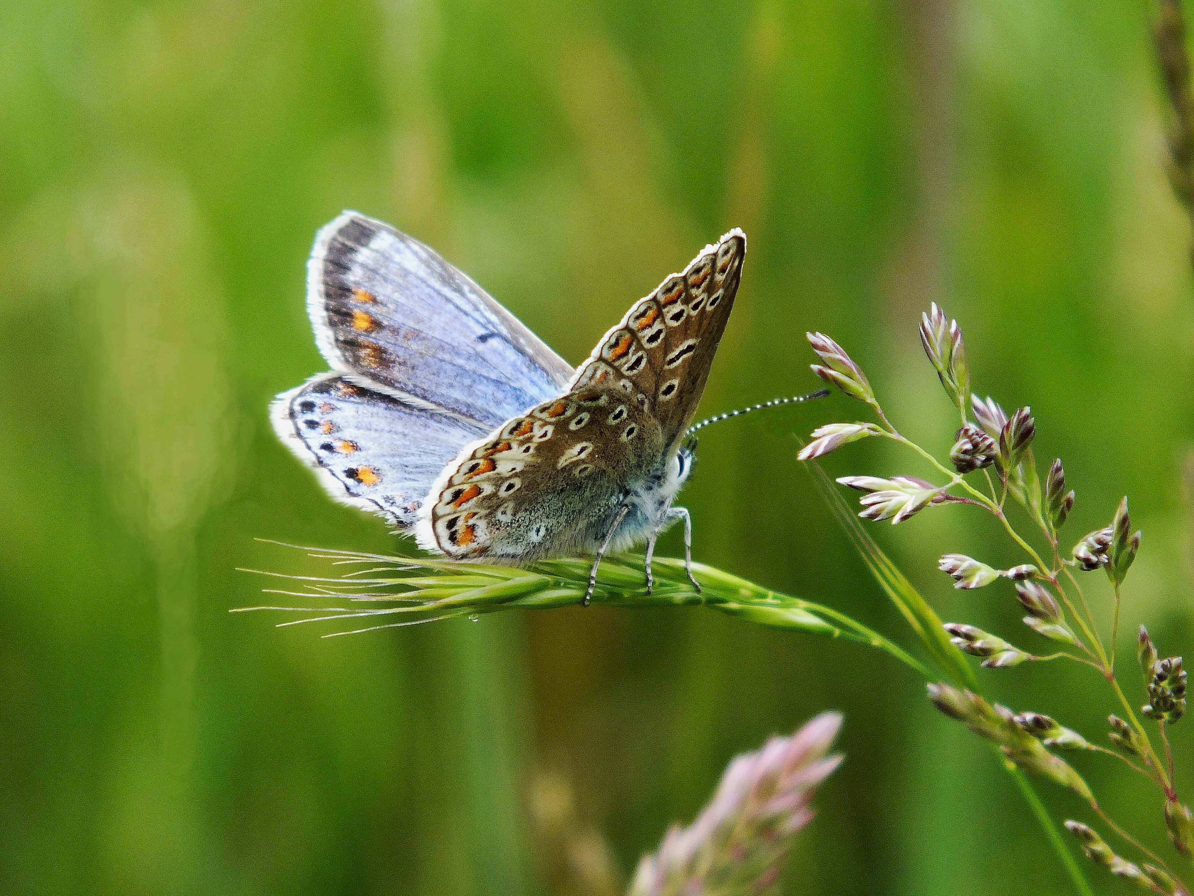 COMMON BLUE 2 Bill Bagley Photography